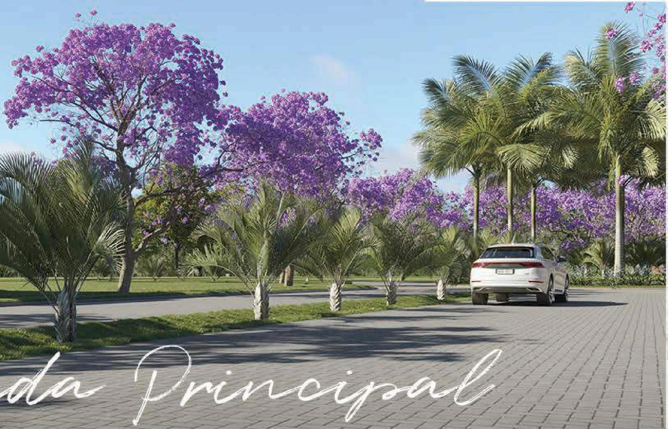 Avenida principal do condomínio pavimentada com canteiro central repleto de ipês roxos e palmeiras